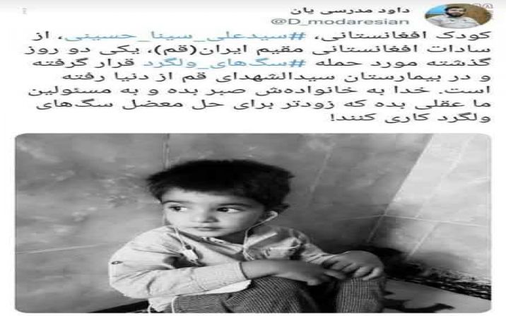 کودک قمی قربانی حمله سگهای ولگرد شد کودک قمی قربانی حمله سگهای ولگرد شد